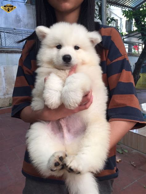 Bán chó Samoyed 2 tháng tuổi giá bao nhiêu? Địa chỉ mua chó uy tín