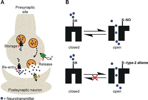 Schematic representation of the molecular mechanism of the ...