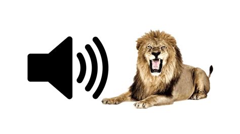 Lion Roar - Sound Effect | ProSounds - YouTube