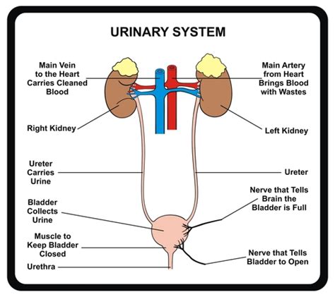 Urinary Tract Infection: Causes, Symptoms & Treatment | Live Science