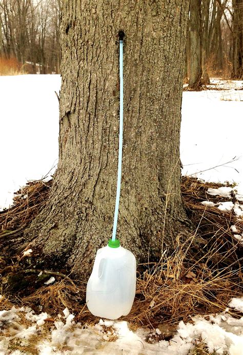 Maple Syrup Taps Pack of 10 Lifetime Guarantee Tree Saver Maple Tree ...