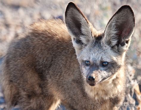 "Bat-eared fox faceshot" by Owed To Nature | Redbubble