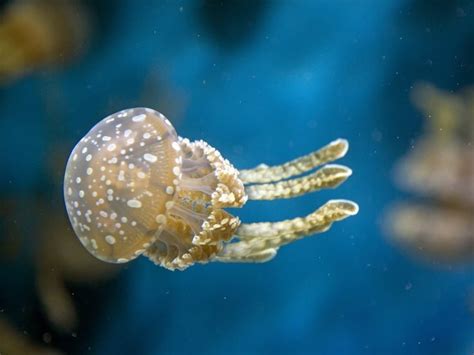 10 best images about Phylum Cnidaria on Pinterest | Underwater ...