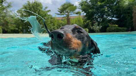 Dogs' Mini Outdoor Pool and Patio Must Be Seen to Be Believed ...