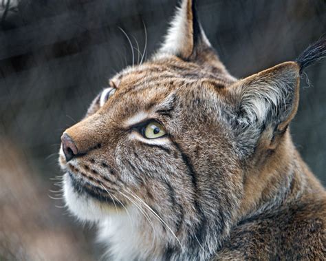 LYNX CLOSE UP FACE | Wild cats, Mammals, Animals