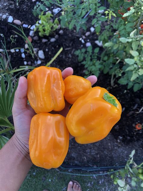 First bell pepper harvest! : r/gardening