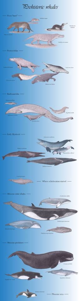 Whale Evolution | Prehistoric animals, Ancient animals, Prehistoric