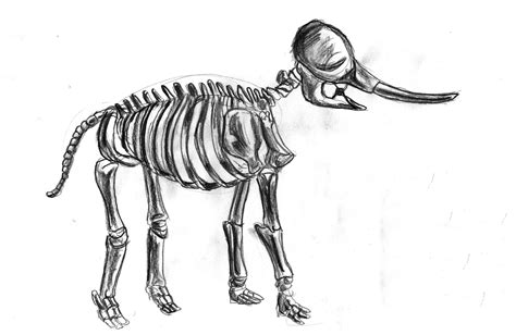 Animal Skeleton Drawing at PaintingValley.com | Explore collection of ...