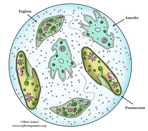 Unicellular Organisms