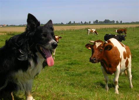 Bordercollie Sheepdog & Cow Free Photo Download | FreeImages