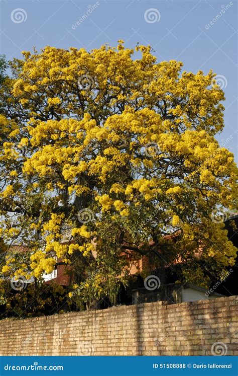 Yellow Lapacho tree stock photo. Image of flora, magenta - 51508888