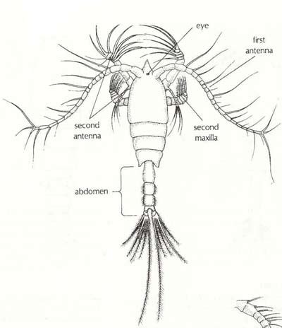 Copepods