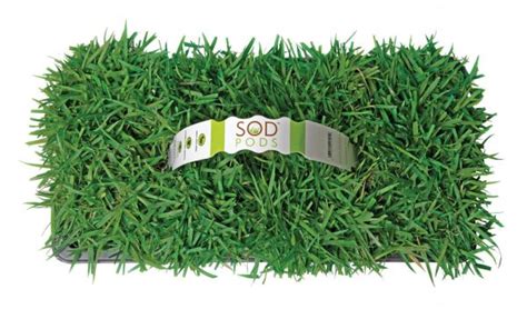 Zoysia Grass Plugs – GrassPlugs.net