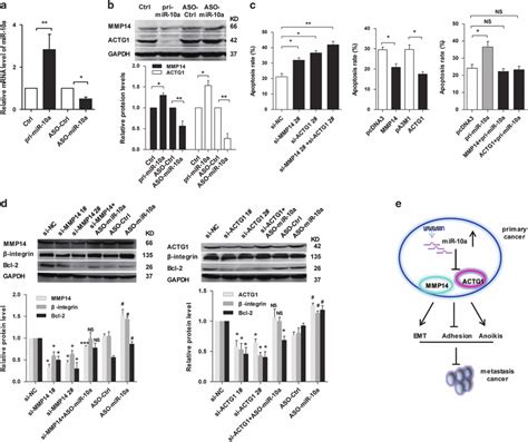 MMP14 and ACTG1 promotes the anoikis resistance of SW620 cells by... | Download Scientific Diagram