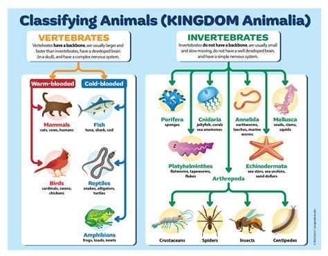 Buy ZOCO - Animal Kingdom Classification - Laminated 17 x 22 in ...