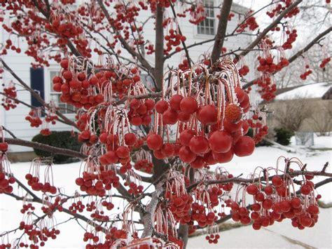 Red Jewel Crabapple tree, iced