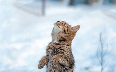 Frozen Kitten Brought Back To Life by Family | Happier Daily