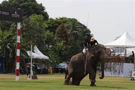 Thailand’s King’s Cup Elephant Polo Tournament Is No More!