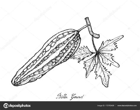 Hand Drawn of Fresh Green Bitter Gourd Stock Vector Image by ©Iamnee ...