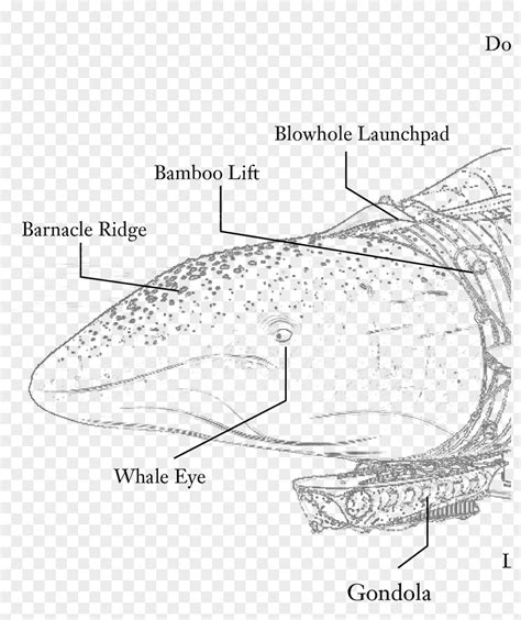 Beluga Whale Anatomy Cetacea Whaling Human Body Blue PNG Image - PNGHERO