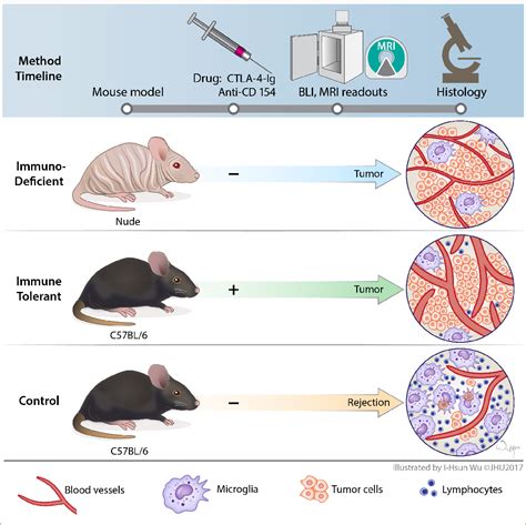 Figure 4 from An immunocompetent mouse model of human glioblastoma ...