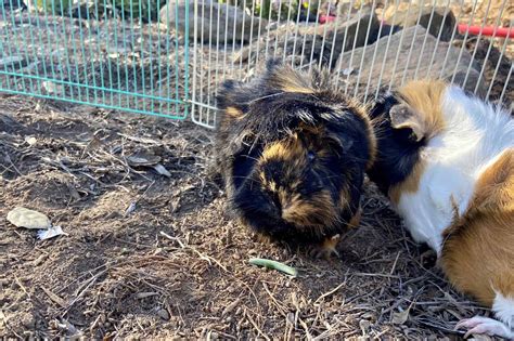 Can Guinea Pigs Eat Cantaloupe? | Guinea Pig HQ