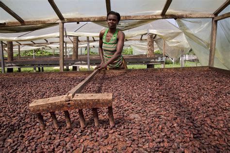 Gov’t secures $2bn to buy cocoa beans |Business Day Ghana