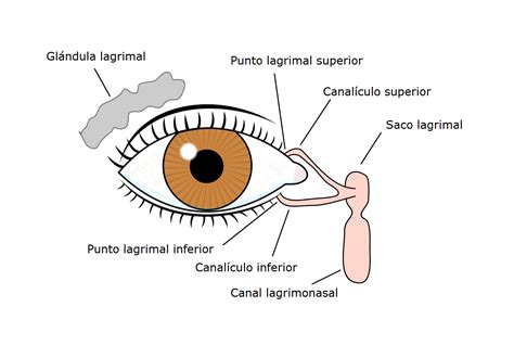 veredicto traicionar Partina City dolor en el lagrimal del ojo los ...