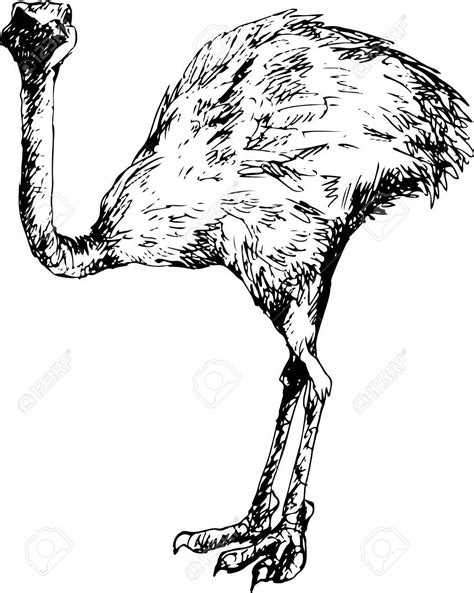 Emu Drawing at GetDrawings | Free download