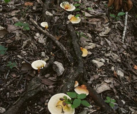 Reishi Mushroom Identification and Foraging Guide | tacticalusa.net