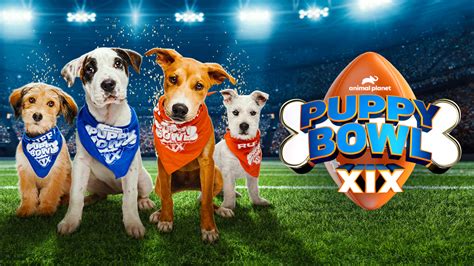 Watch “the big game,” Puppy Bowl XIX, on Philo! - Philo blog