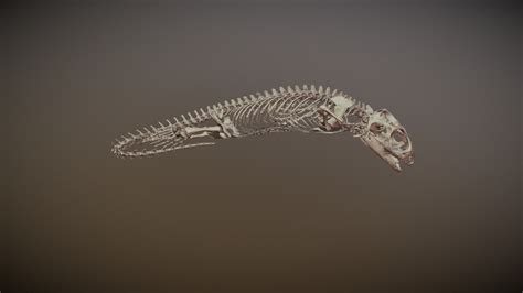 Sphenodon punctatus UF14110 - 3D model by Blackburn Lab (@ufherps) [d4c5197] - Sketchfab