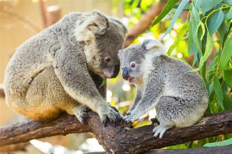 Koalas in the Trees jigsaw puzzle in Animals puzzles on ...