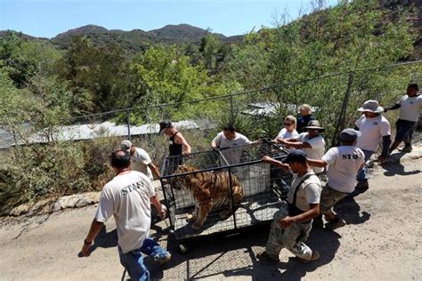 After California Wildfire, Exotic Animals Return to Forest Sanctuary - WSJ