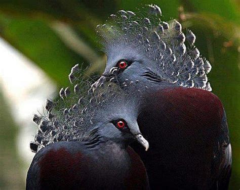 Huddling Crowned Pigeons, birds, pigeons, crowned, huddling, animals, HD wallpaper | Peakpx