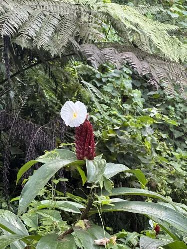 Beste wandelingen en routes in National Park of American Samoa | AllTrails