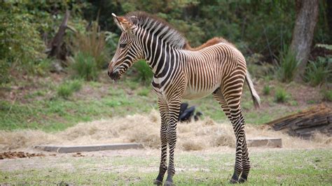 Grevy's Zebra Facts, Habitat, Diet, Life Cycle, Pictures