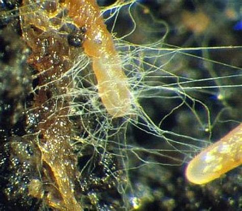 Mycorrhizal Fungi (mycorrhiza) Myth