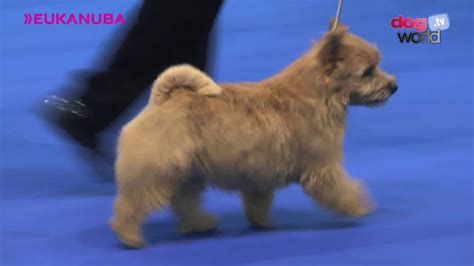 Manchester Dog Show 2017 - Best Puppy in Show - YouTube