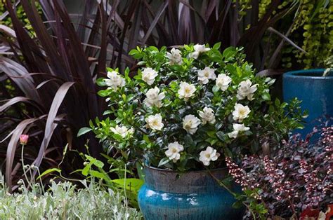 How To Grow Gardenias In Pots — PlantingTree.com