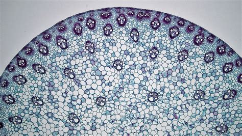 Monocot Stem: Zea | cross section: Zea stem magnification: 4… | Flickr