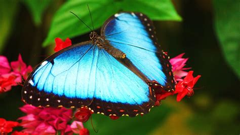 Free download and Blue Butterfly Wallpaper in High Resolution at ...