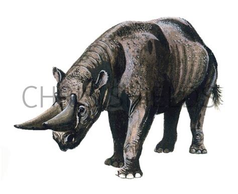 P002 - Arsinoitherium Illustration | Prehistoric Illustrations by Chris Shields