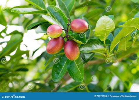 Carunda or Karonda Fruit stock photo. Image of leaf, organic - 77375534