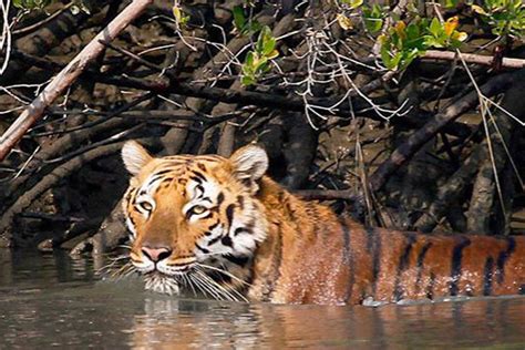 Sundarban Tiger Reserve Set to Reopen Its Gates to Tourists as COVID-19 Lockdown Eases