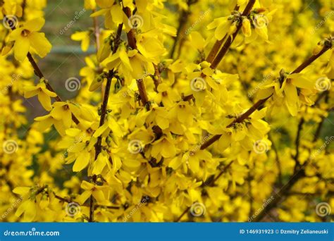 Blooming Forsythia Flowers, Spring Flowers, Close Up of Golden Forsythia Flowers Stock Image ...