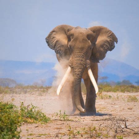 Amboseli National Park | Elephants | Mount Kilimanjaro