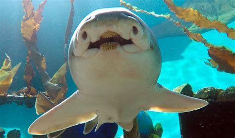 Port Jackson sharks have individual personalities - Australian Geographic