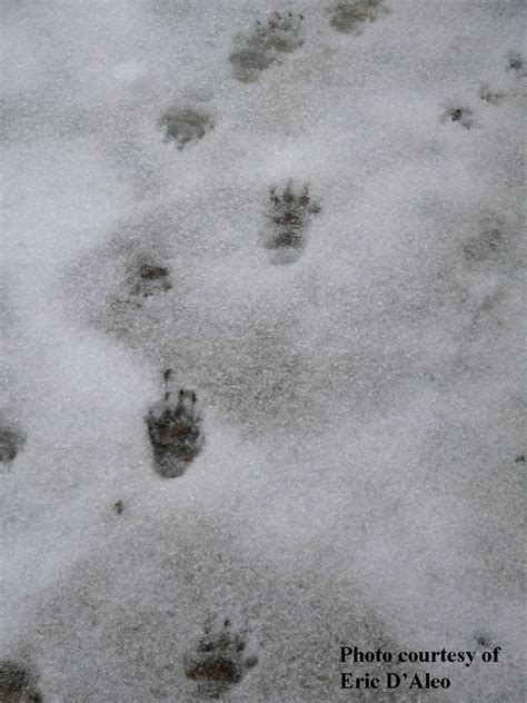 Squam Lakes Natural Science Center Blog: Tracks in the Snow