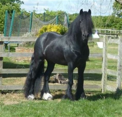 83 best images about Dales Pony on Pinterest | Baroque, Northern england and Horses for sale